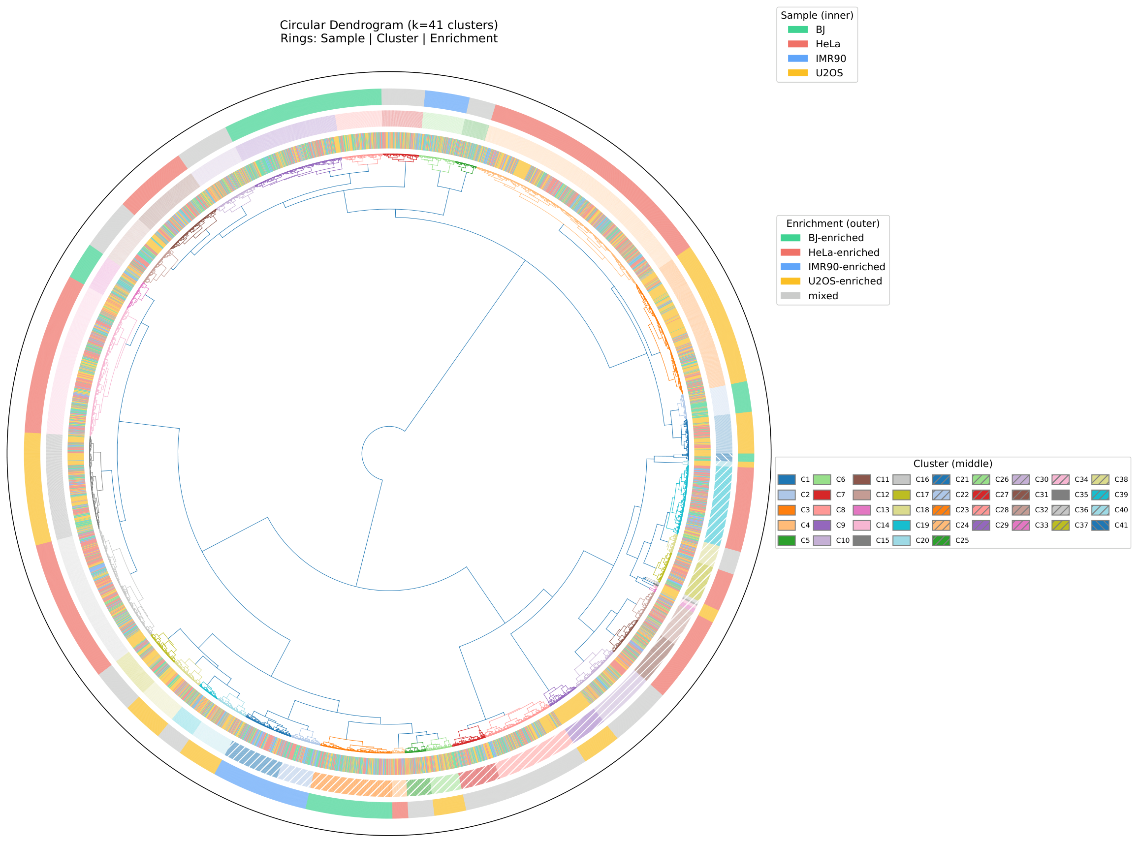 Circular Dendrogram